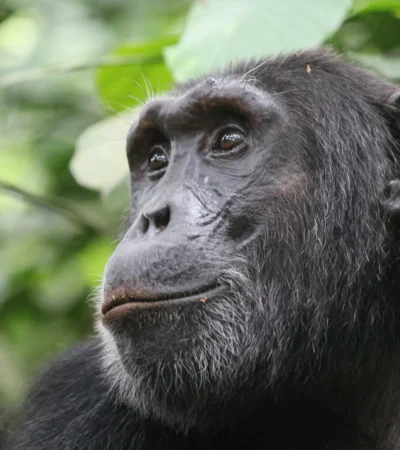 gorilla safaris in kibale national park, uganda