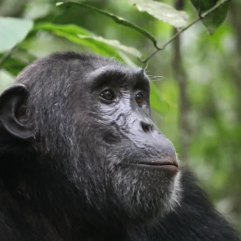 chimpanzee trekking, kibale national park, uganda safaris