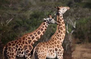 giraffe safaris, lake mburo national park, uganda safaris