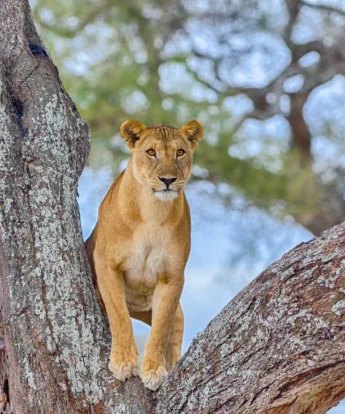 Tree-climbing lion, Lake Manyara National Park