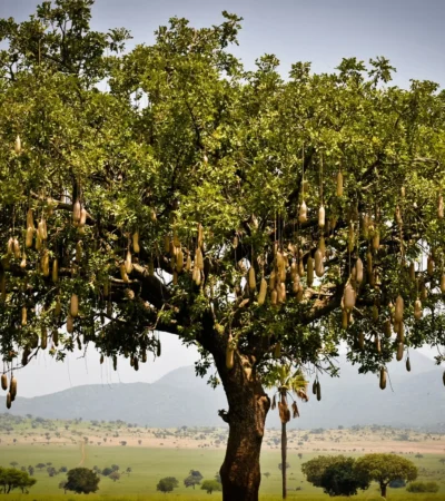 fruit tree, kidepo valley national park, uganda safaris