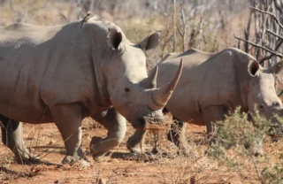 Wildlife012