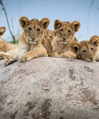 Lions, Lamai Serengeti, Serengeti, Tanzania