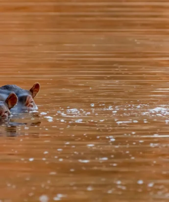 hippos, jongomero camp, ruaha national park, tanzania