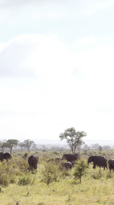londo elephants