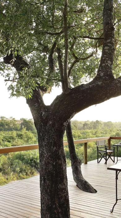 londo treecamp deckview1