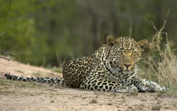 JM Leopard1