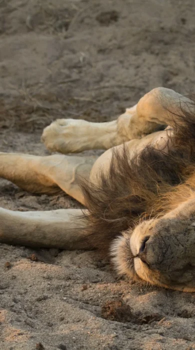 ulusaba lion