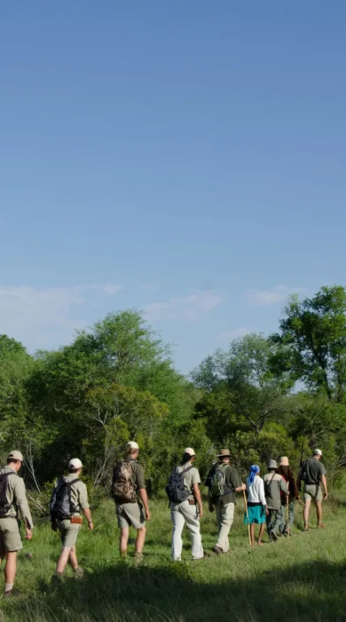 walking safari, sabi sabi bush lodge, sabi sands reserves, south africa