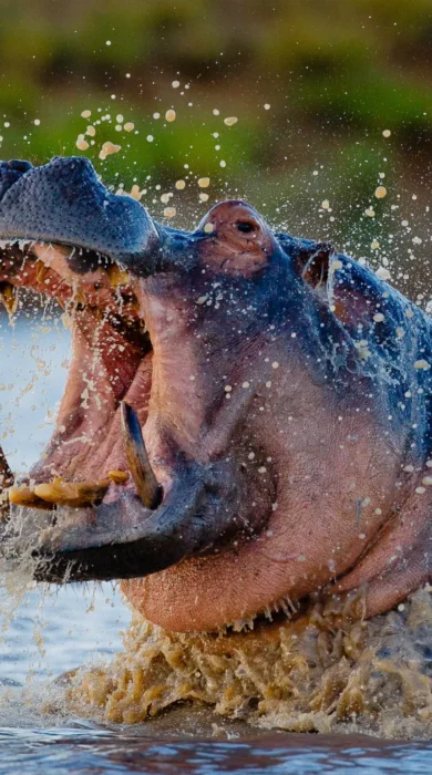 Motswari Private Game Reserve Hippo