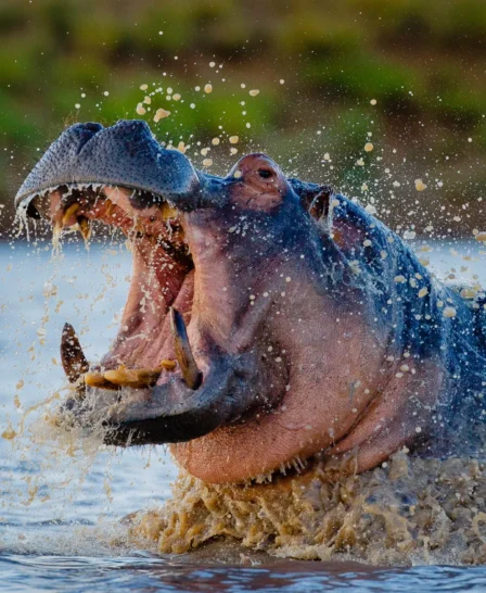 Motswari Private Game Reserve Hippo
