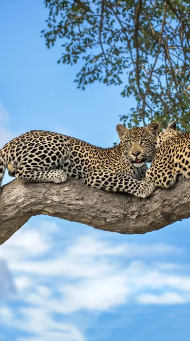 Motswari Private Game Reserve Leopard