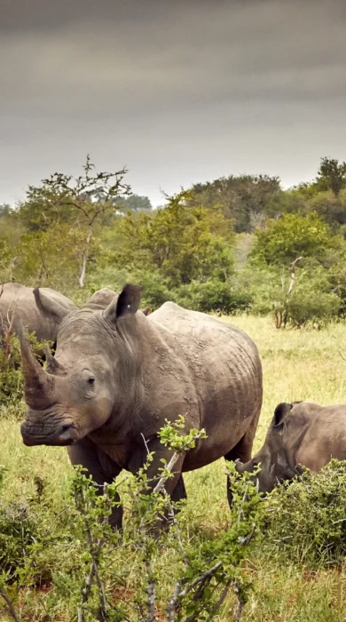 Motswari Private Game Reserve Game Drives