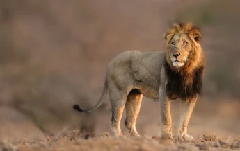 A male lion with a dark mane stands to attention, Singita Sweni Lodge, Kruger National Park, South Africa - Yellow Zebra Safaris