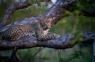 leopard, cheetah plains, sabi sands, south africa