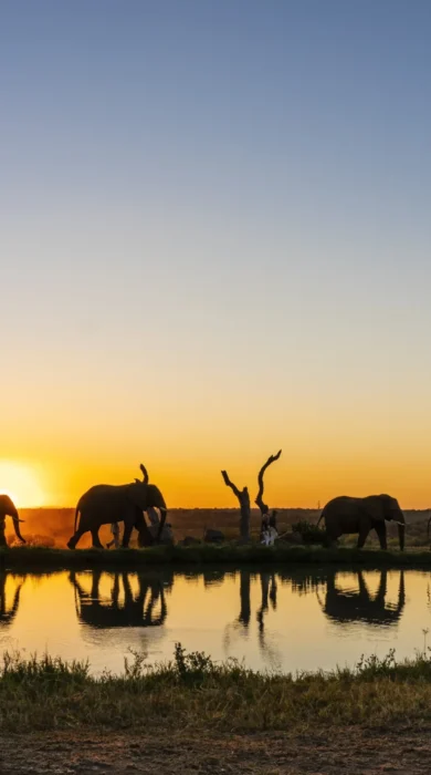 herd sunset, jabulani, kruger national park, south africa