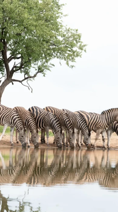 Watering Hole, Jaci Lodge, Madikwe GR, South Africa