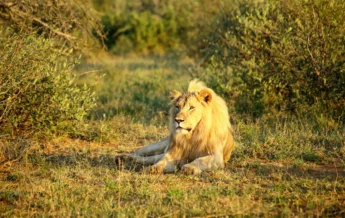 madikwe hills wildlife yellow zebra safaris lion