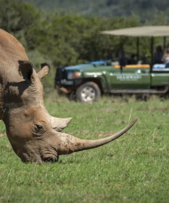 Game Drive, Shamwari Bayethe, Shamwari, South Africa
