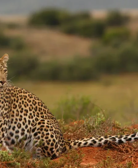 Leopard, Shamwari Long Lee, Shamwari, South Africa
