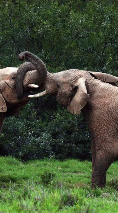 Elephants, Shamwari Sarili, Shamwari, South Africa