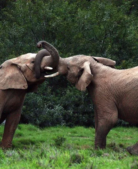 Elephants, Shamwari Sarili, Shamwari, South Africa
