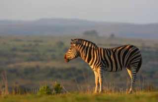 Zebra, Shamwari Explorer Camp, Shamwari, South Africa