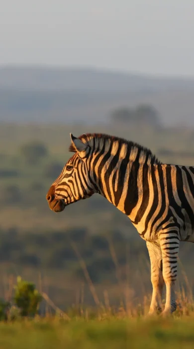 Zebra, Shamwari Explorer Camp, Shamwari, South Africa