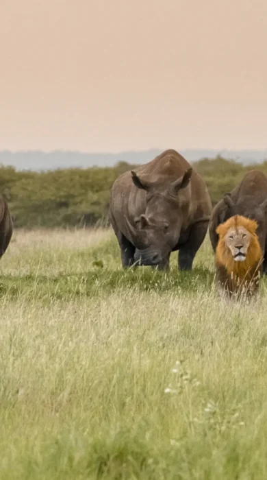 lion rhinos phinda vlei lodge south africa