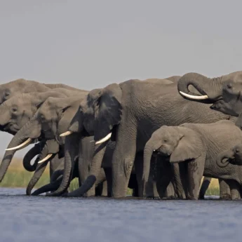 Selinda Camp Luxury Safaris Botswana (30)