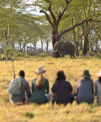 elephant walking namiri plains tanzania yellow zebra safaris