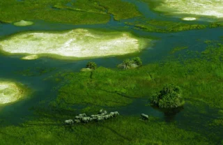 elephant safaris, okavango delta, botswana