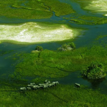 elephant safaris, okavango delta, botswana