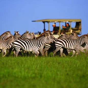 Tanzania wildlife adventures with zebra, Serengeti safaris