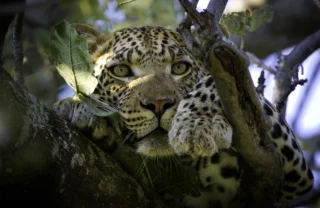 leopard safaris, sabi sand reserves, south africa