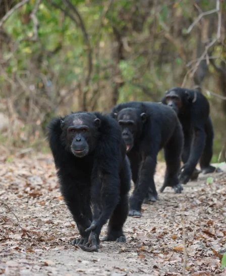 Chimpanzees, Mahale Mountains National Park, Tanzania, Africa