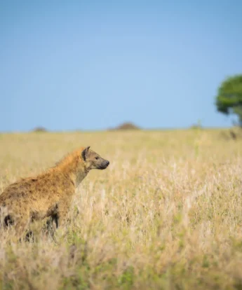 wild dog