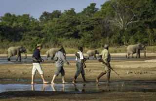 elephant walking safari, south luangwa national park, zambia