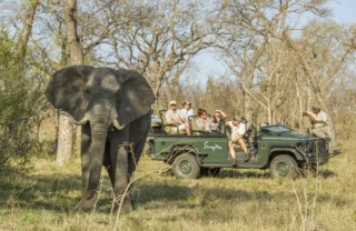 A safari vehicle stops to watch an elephant, Singita Castleton, Sabi Sands, South Africa - Yellow Zebra Safaris