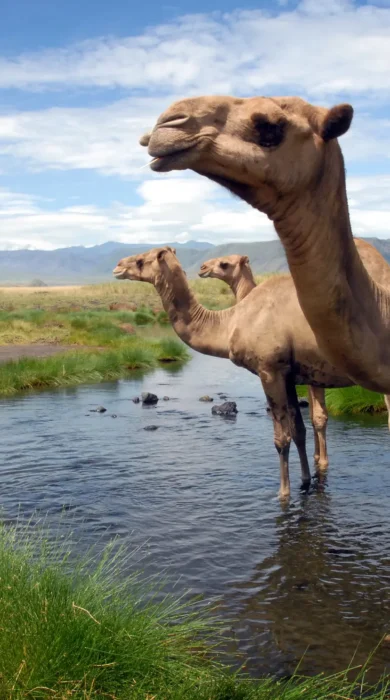 Camels, Lake Natron Camp, Tanzania safari, Africa