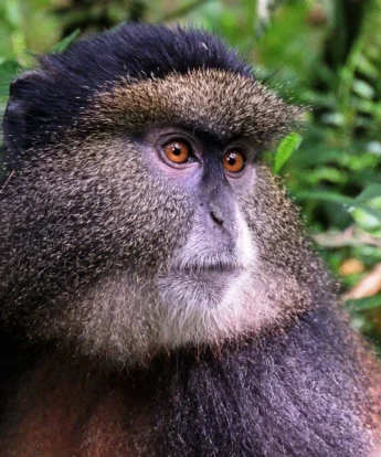 Golden monkey