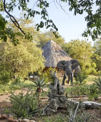 Motswari Private Game Reserve Elephant