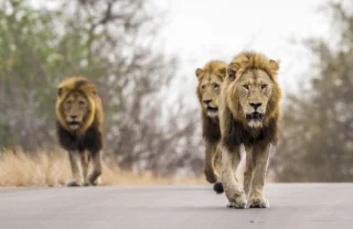 lion males, sabi sands, south africa safaris