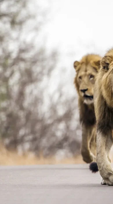 lion males, sabi sands, south africa safaris