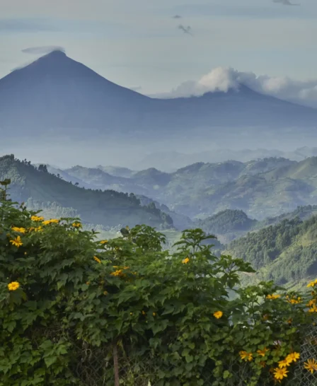 nkuringo bwindi