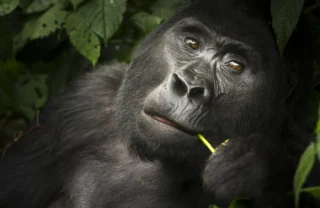 gorilla, buhoma lodge, the complete uganda safari