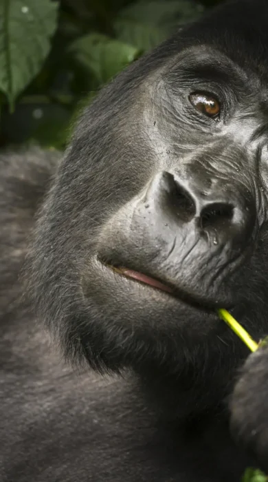 gorilla, buhoma lodge, the complete uganda safari