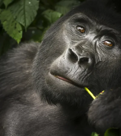 gorilla, buhoma lodge, the complete uganda safari