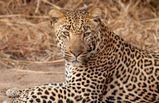 Leopard in the Sabi Sands, South Africa safaris