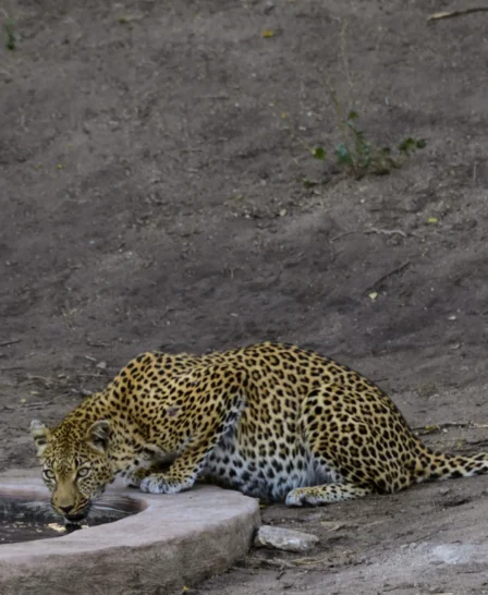 rpsl leopard at water hole